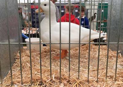 Duck Bedding at Fillongley Show