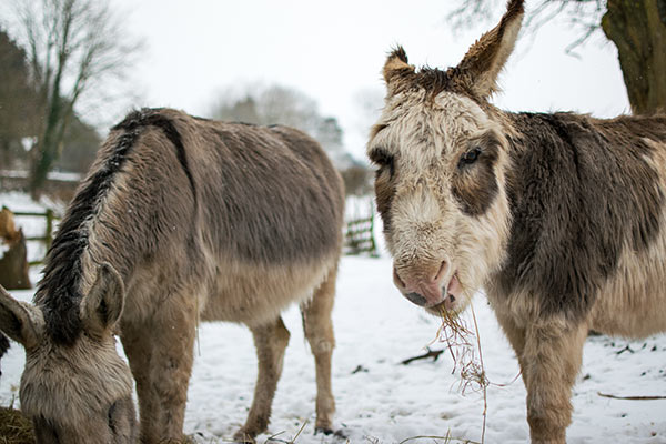 Donkeys in winter